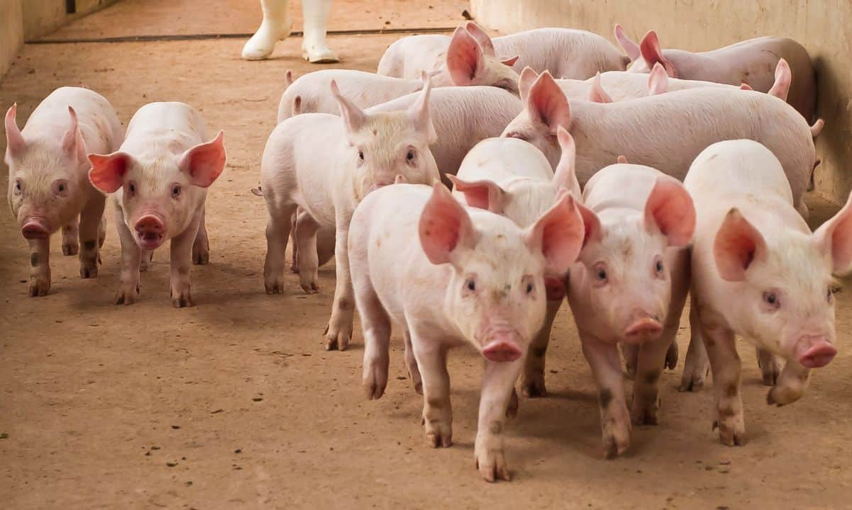Tether Assists DOJ in $225M Stablecoin Seizure Linked to ‘Pig Butchering’ Scam