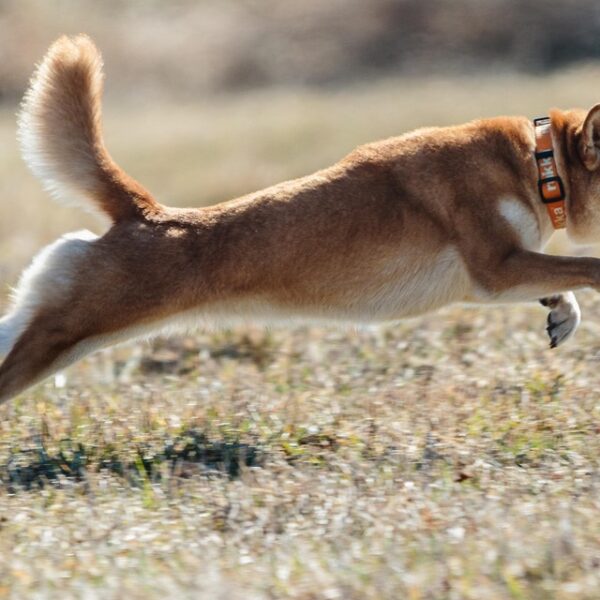 Dogecoin Defies Odds, Jumps Even As ETF Debut…
