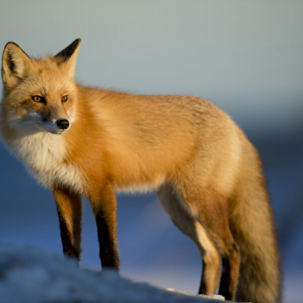MetaMask’s Long-Rumored Token May Arrive Sooner Than Expected,…