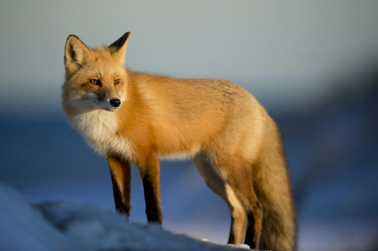 MetaMask’s Long-Rumored Token May Arrive Sooner Than Expected, CEO Says