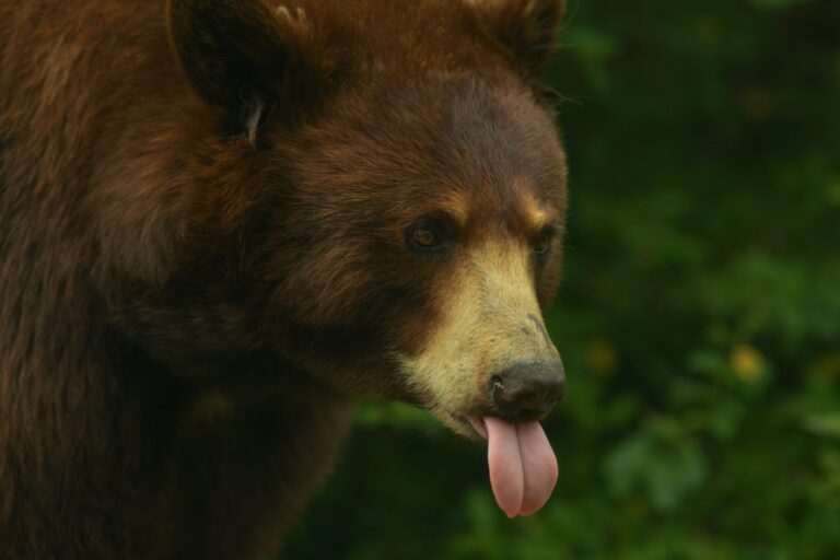 Michael Saylor Issues Rally Cry To Bitcoin Army: “Starve The Bears!”