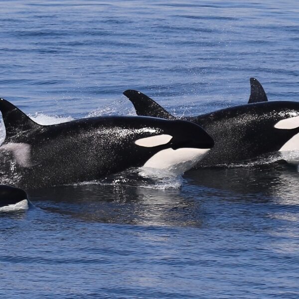 Bitcoin Veterans Cashing Out Could Trigger Deeper Losses:&hellip;