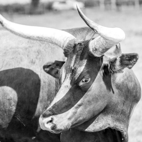 Analyst Says The Bull Run Isn’t Over