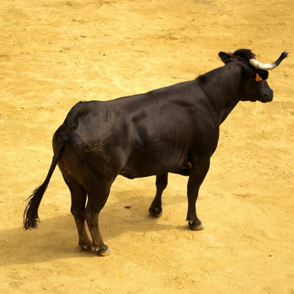 XRP Holders Labeled ‘Uneducated Perma Bulls’ By Veteran&hellip;