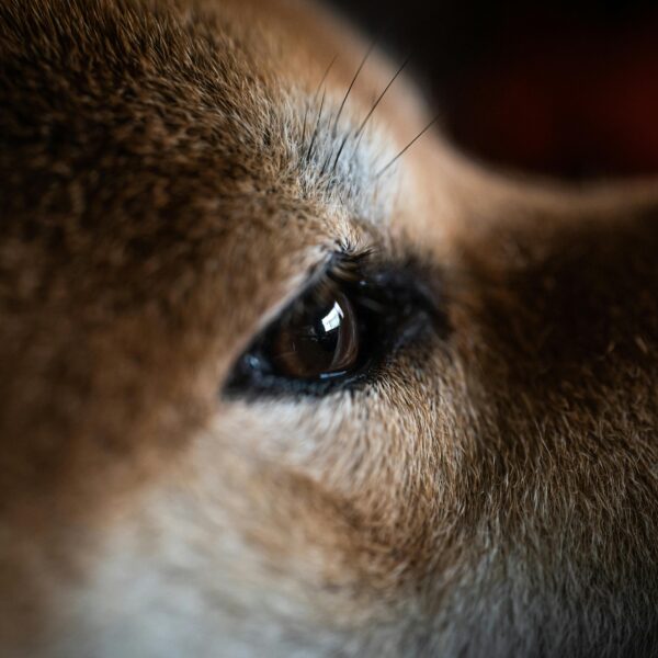 Is Dogecoin Waking Up? Critical On-Chain Metric Explodes&hellip;