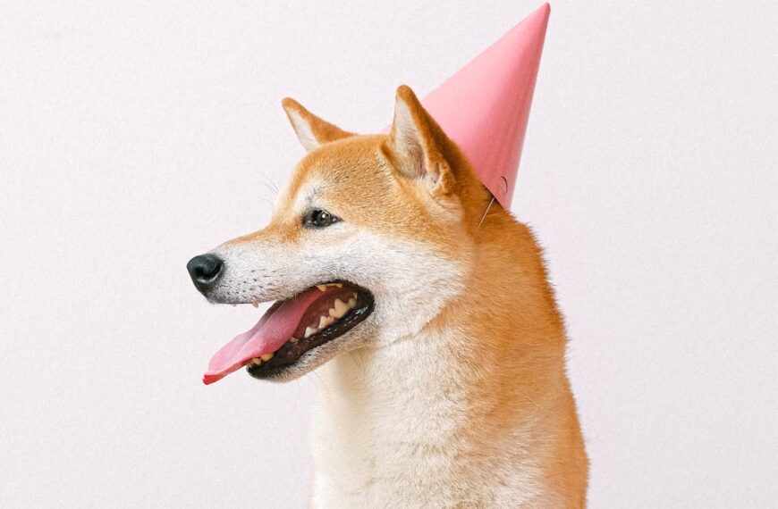 King Of Meme Coin Marks 12th Birthday In&hellip;