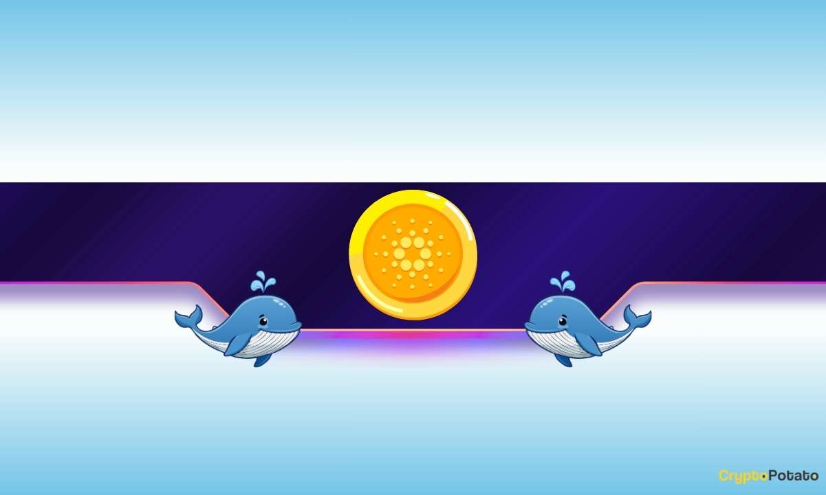 Why Cardano Whales Are Buying the Dip in Bulk