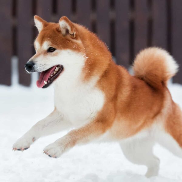 Shiba Inu Under Pressure As Nearly 40B Netflow&hellip;