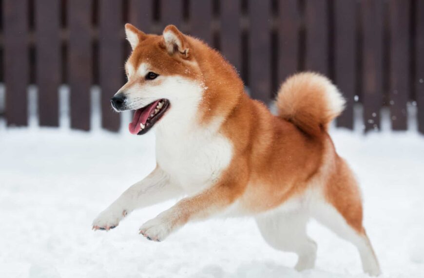 Shiba Inu Under Pressure As Nearly 40B Netflow&hellip;