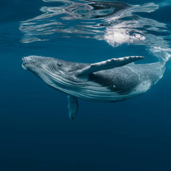 Bitcoin Whale-Retail Delta Drops To ETF-Era Lows As&hellip;