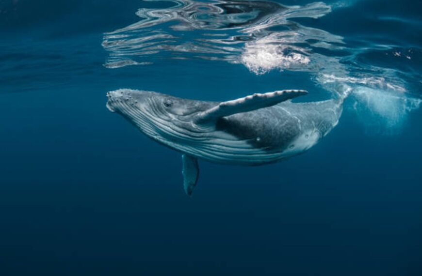 Bitcoin Whale-Retail Delta Drops To ETF-Era Lows As&hellip;